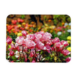 Rosa Rosendruckmagnet Magnet