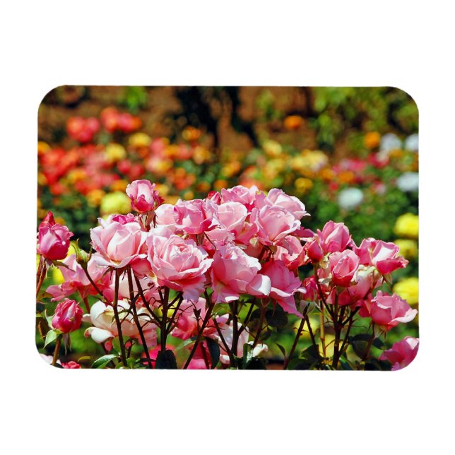 Rosa Rosendruckmagnet Magnet (Horizontal)