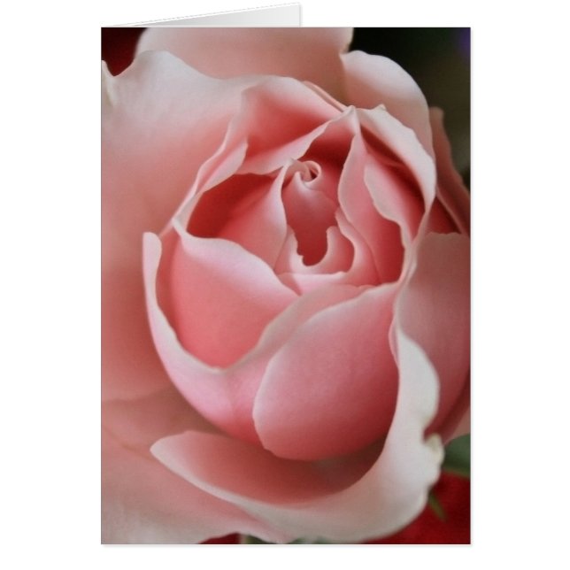 Rosa Rosenknospe (Vorne)