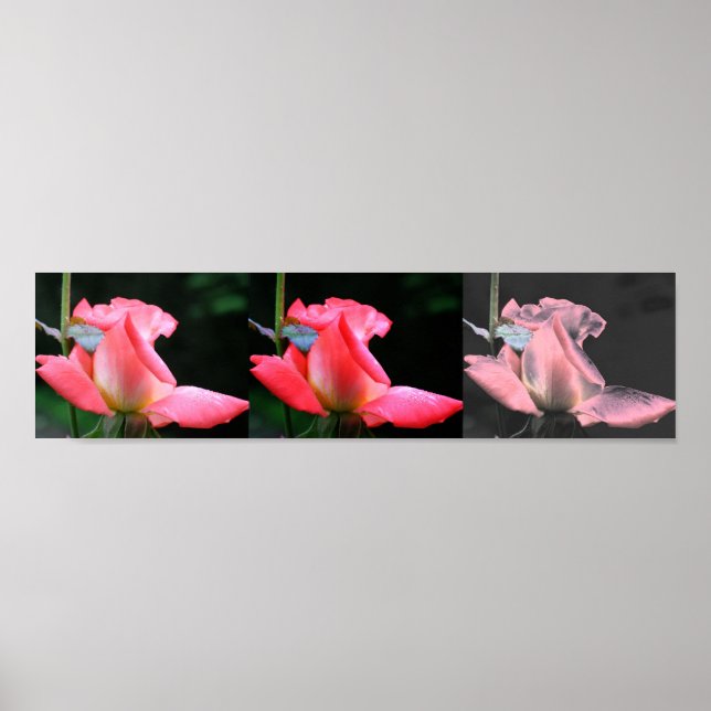 Rosa Rosenknospe Collage Foto Art Poster (Vorne)