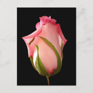 Rosa Rosenknospe mit schwarzem Hintergrund Postkarte
