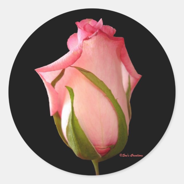 Rosa Rosenknospe Runder Aufkleber (Vorderseite)