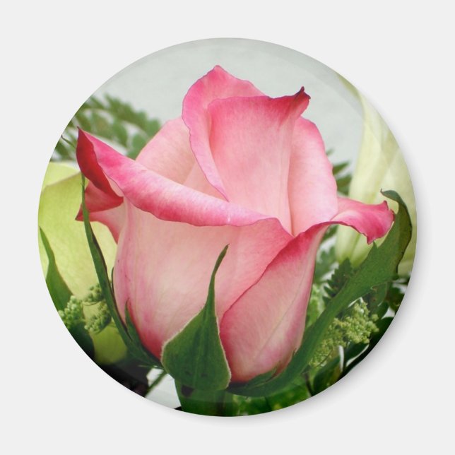 Rosa Rosenmagnet Magnet (Vorne)
