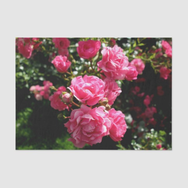 Rosa Rosenpapier Seidenpapier (Vorderseite)