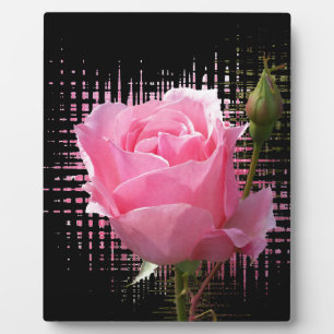 Rosa Rosenspritze Fotoplatte