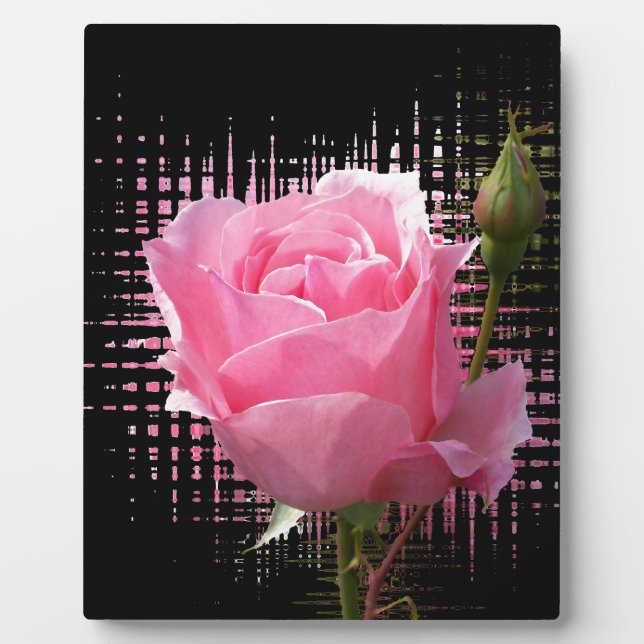 Rosa Rosenspritze Fotoplatte (Vorderseite)