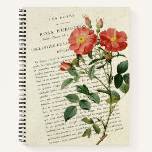 Rosa Rubiginosa-Notebook Notizbuch
