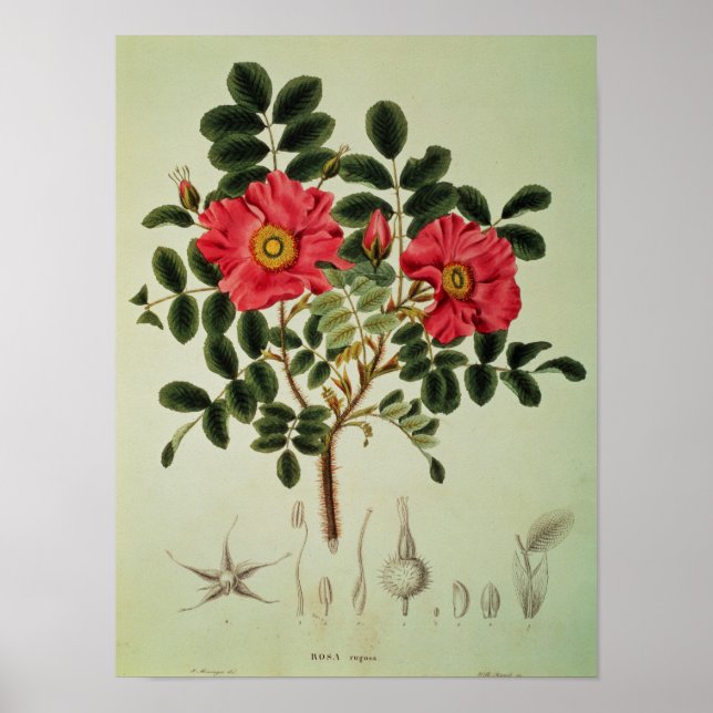 Rosa rugosa, aus "Flora Japonica" Poster (Vorne)