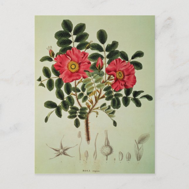 Rosa rugosa, aus "Flora Japonica" Postkarte (Vorderseite)