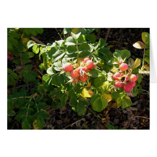 Rosa Rugosa Karte