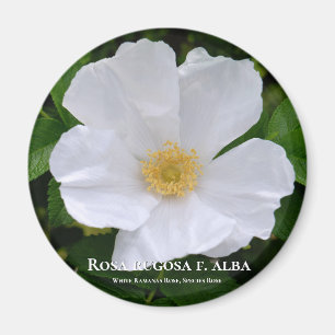 Rosa rugosa magnet