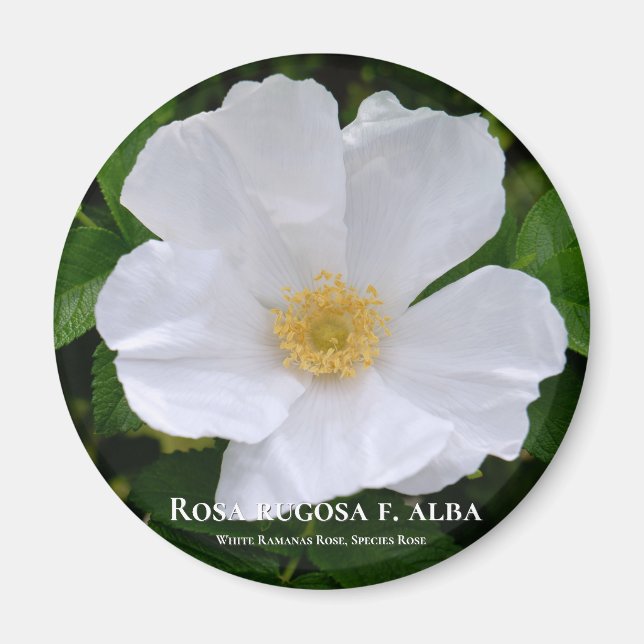 Rosa rugosa magnet (Vorne)