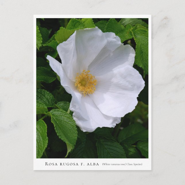 Rosa rugosa postkarte (Vorderseite)