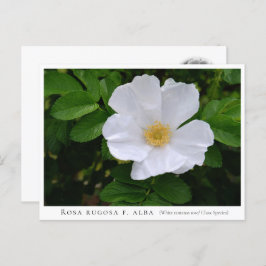 Rosa rugosa postkarte