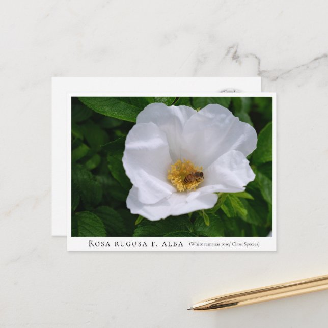Rosa rugosa postkarte (Vorderseite/Rückseite Beispiel)