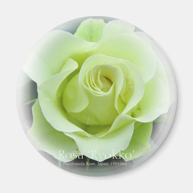 Rosa Ryokko Magnet (Vorne)