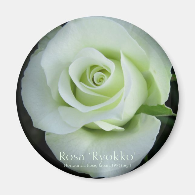 Rosa‘Ryokko’：Round Magnet (Devant)