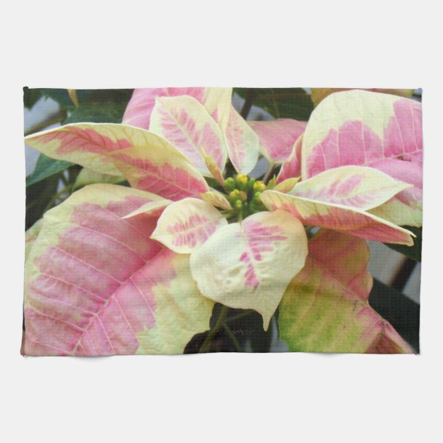 Rosa Sahnepoinsettia Handtuch (Horizontal)