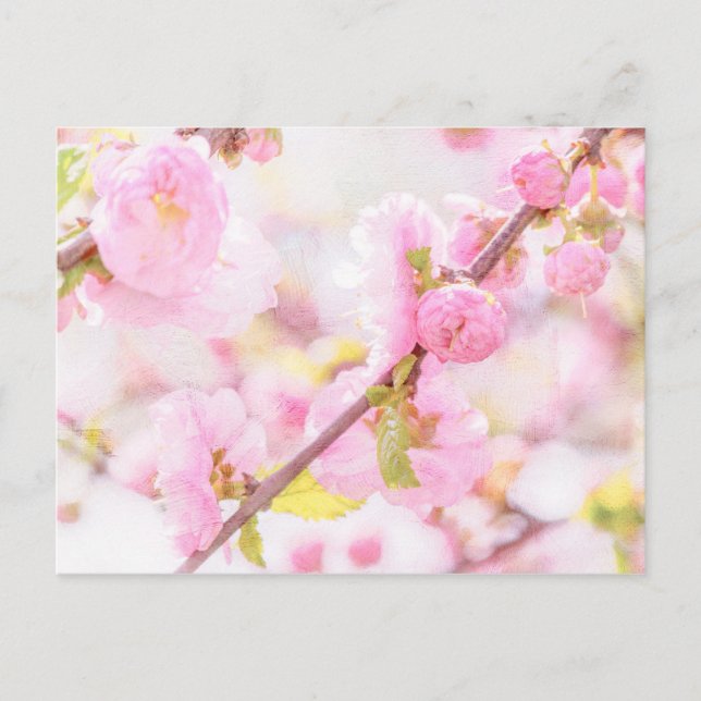 Rosa Sakura-Blume - Blüte der japanischen Kirsche Postkarte (Vorderseite)