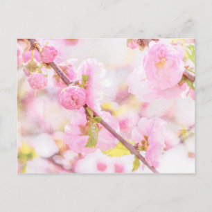 Rosa Sakura-Blume - Blüte der japanischen Kirsche Postkarte
