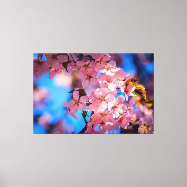 Rosa Sakura Garland, Blauer Himmel Leinwanddruck (Vorderseite)