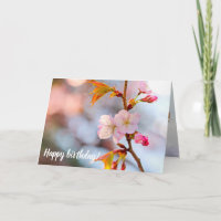 Rosa Sakura vor grauem Hintergrund