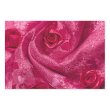 Rosa Satinrose