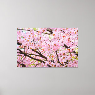 Rosa Schaum der Kirschblüten über den Sakura-Bäume Leinwanddruck