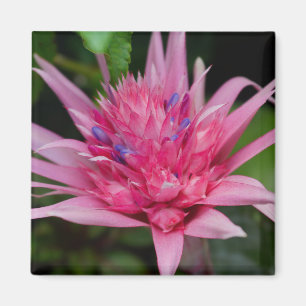 Rosa Schönheit Magnet