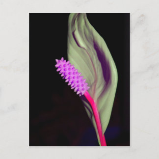 Rosa Schönheit Postkarte