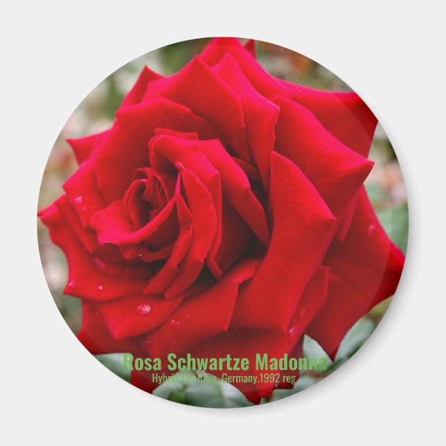 Rosa Schwartze Madonna [Round Magnet] Magnet (Vorne)