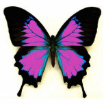 Rosa schwarzer und blauer Schmetterling für einen Fotoskulptur Schlüsselanhänger<br><div class="desc">Großes tägliches Geschenk. Gemacht vom Acryl mit Metallschlüsselring</div>