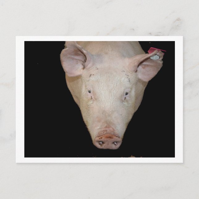 Rosa Schweinekopf mit schwarzem Hintergrund Postkarte (Vorderseite)
