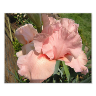 Rosa Schwertlilie Fotodruck