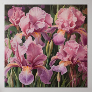 Rosa Schwertlilien-Blumenkunst-Druckposter Poster