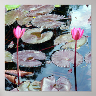 Rosa Seerosen in einem Teich Poster