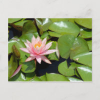 Rosa Seerosen-Postkarte