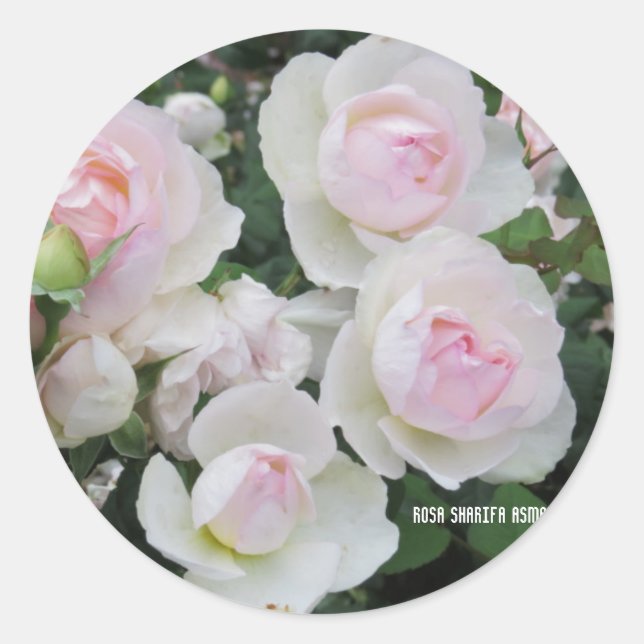 Rosa Sharifa Asma Runder Aufkleber (Vorderseite)