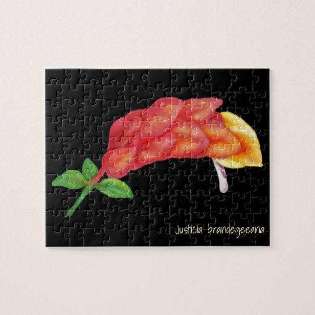 Rosa Shrimp Pflanze Blume Illustration (Horizontal)