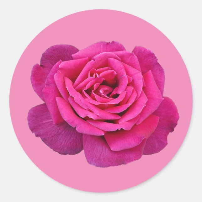 Rosa Single Rose Runder Aufkleber (Vorderseite)