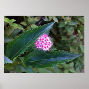 Rosa Sommer-Blume Poster