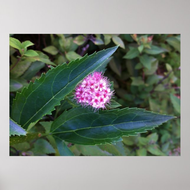 Rosa Sommer-Blume Poster (Vorne)