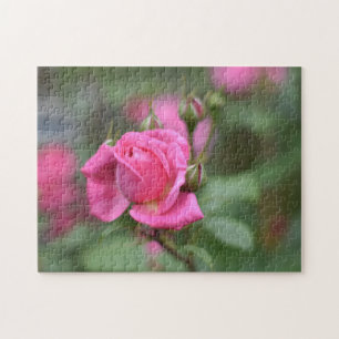 Rosa Sommer-Rose Blume Naturfotografie Garten