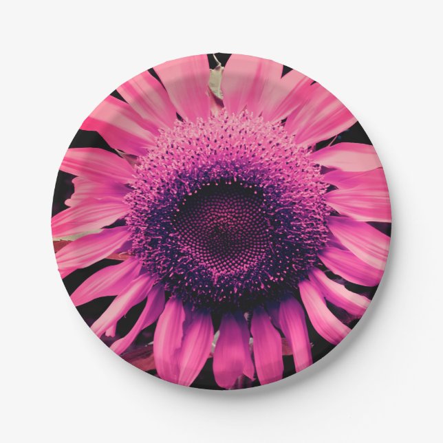 Rosa Sonnenblume Pappteller (Vorderseite)