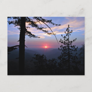 Rosa Sonnenuntergang mit Kiefern und Wolken Postkarte