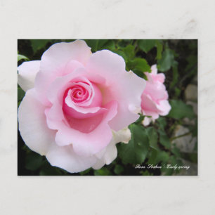 Rosa"Soshun":Postkarte Postkarte