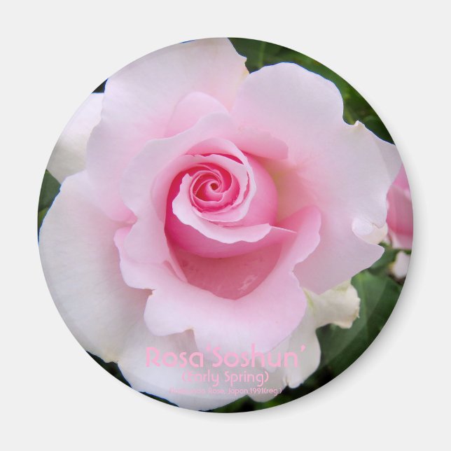 Rosa‘Soshun’：Round Magnet (Vorne)