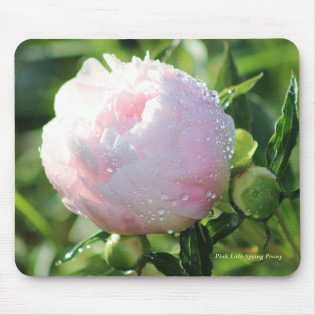 Rosa Spätfrühling-Pfingstrose Mousepad (Vorne)