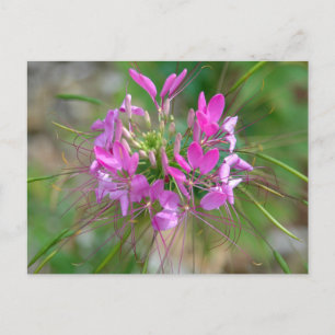 Rosa Spinnenne Blume Postkarte