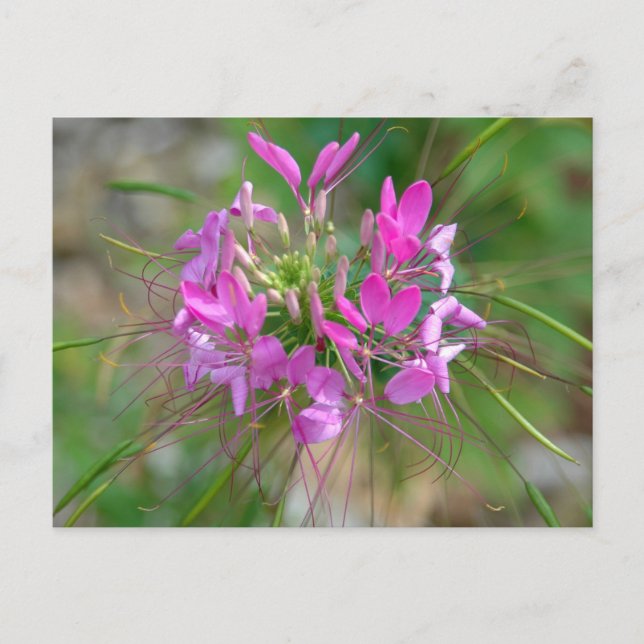 Rosa Spinnenne Blume Postkarte (Vorderseite)
